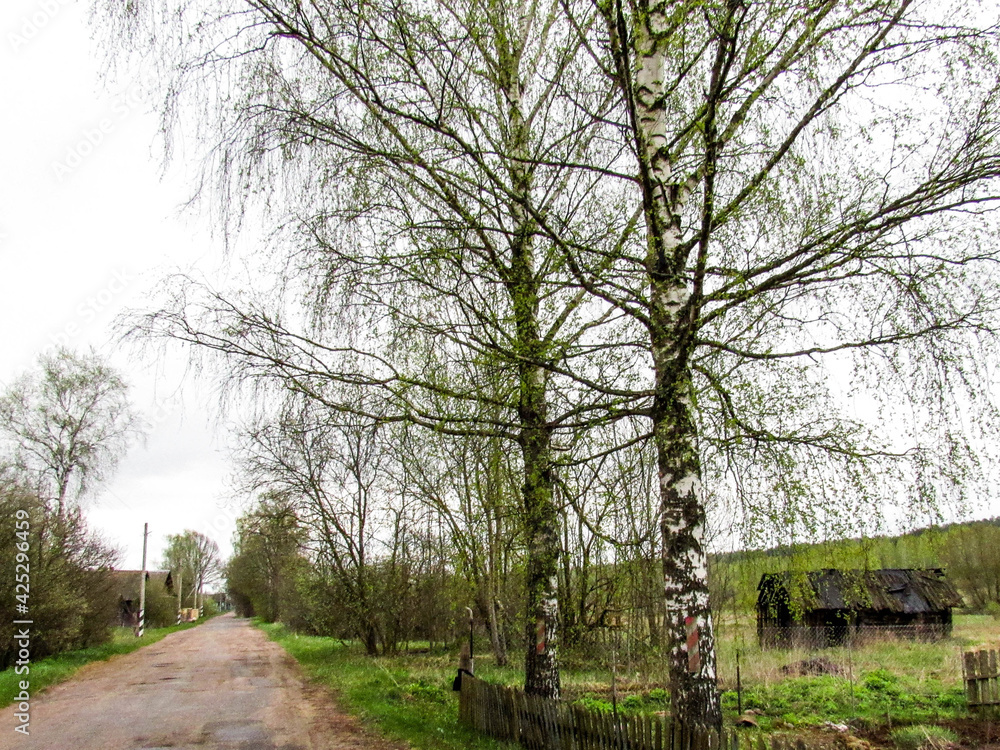 birch trees by the road