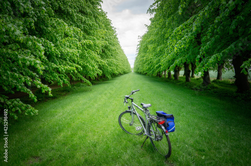 Historische Lindenallee am Nordseeküstenradweg in Seesermühe