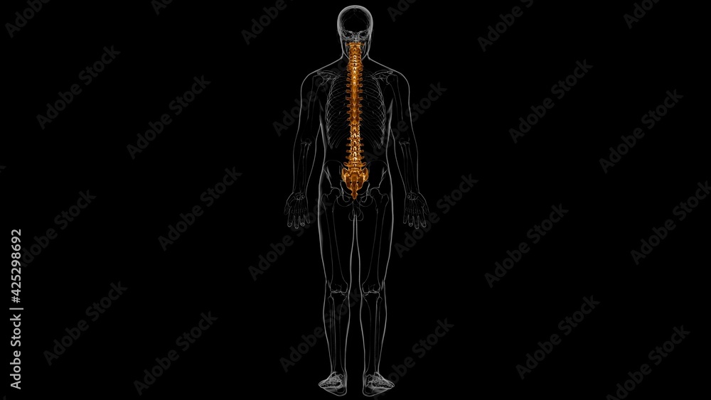 Fototapeta premium Human Skeleton Vertebral Column Vertebrae Anatomy 3D