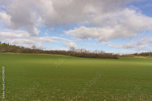 Wald Landschaft