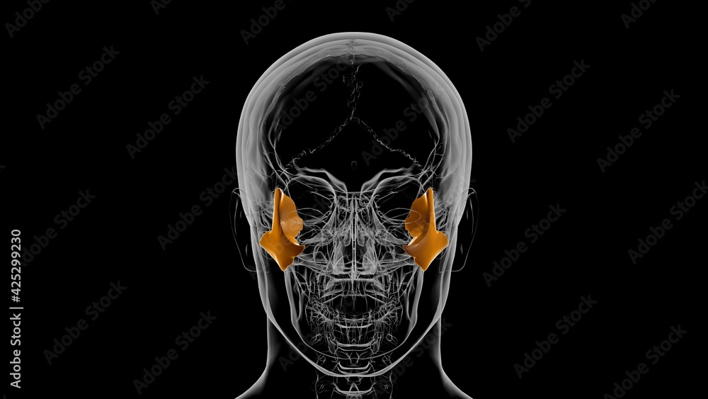Human Skeleton Skull Zygomatic Bone Anatomy For Medical Concept 3D