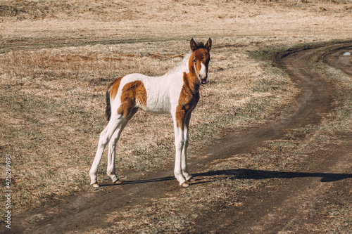 A beautiful curious foal stands on country road in a field and looks at the camera. A cute foal of an interesting color.