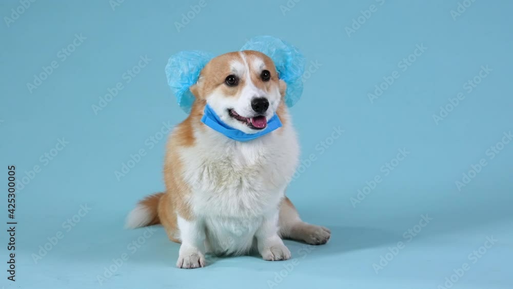 Pembroke Welsh Corgi sits in the studio on a bluish background. The dog is wearing a medical cap and a medical mask around his neck. Medicine, pandemic, covid-19. Slow motion. Close up. Pembroke Welsh Corgi sits in the studio on a bluish background. The dog is wearing a medical cap and a medical mask around his neck. Medicine, pandemic, covid-19. Slow motion. Close up.