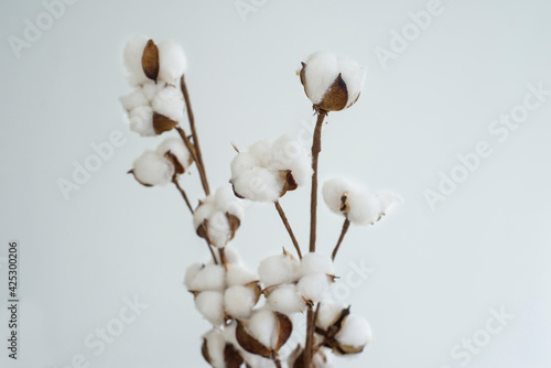 White cotton flowers on brown branches on a white background