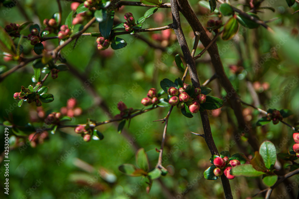 flower buds Japanese quince or chaenomeles in early spring, fresh leaves bloom in spring, awakening of nature, buds on trees with young leaves flower buds Japanese quince or chaenomeles in early spring, fresh leaves bloom in spring, awakening of nature, buds on trees with young leaves