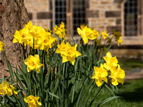 yellow daffodils in the spring time