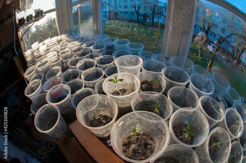 Green tomato seedlings in cups on the windowsill © mikhailgrytsiv
