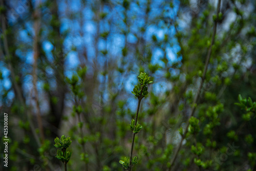 buds with fresh leaves bloom in spring, the awakening of nature, buds on trees with young leaves