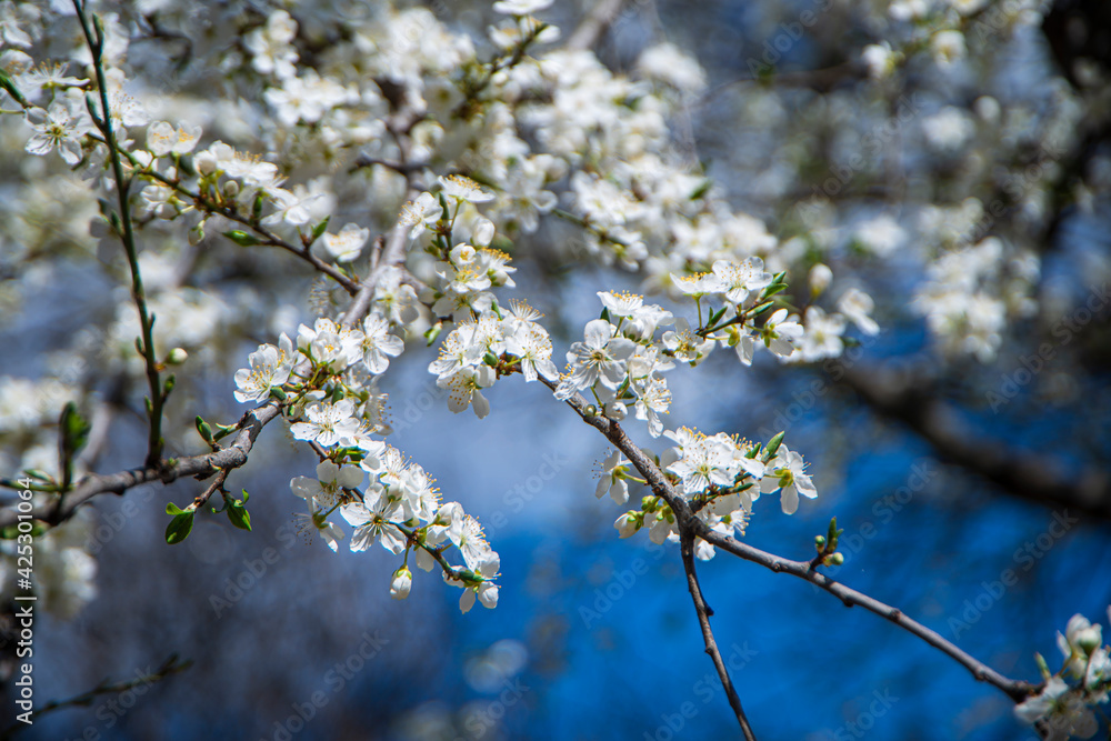 white small cherry flowers against a blue sky, white spring blooms on a branch, beautiful manifestations of the spring season, selective focus, awakening nature in spring white small cherry flowers against a blue sky, white spring blooms on a branch, beautiful manifestations of the spring season, selective focus, awakening nature in spring