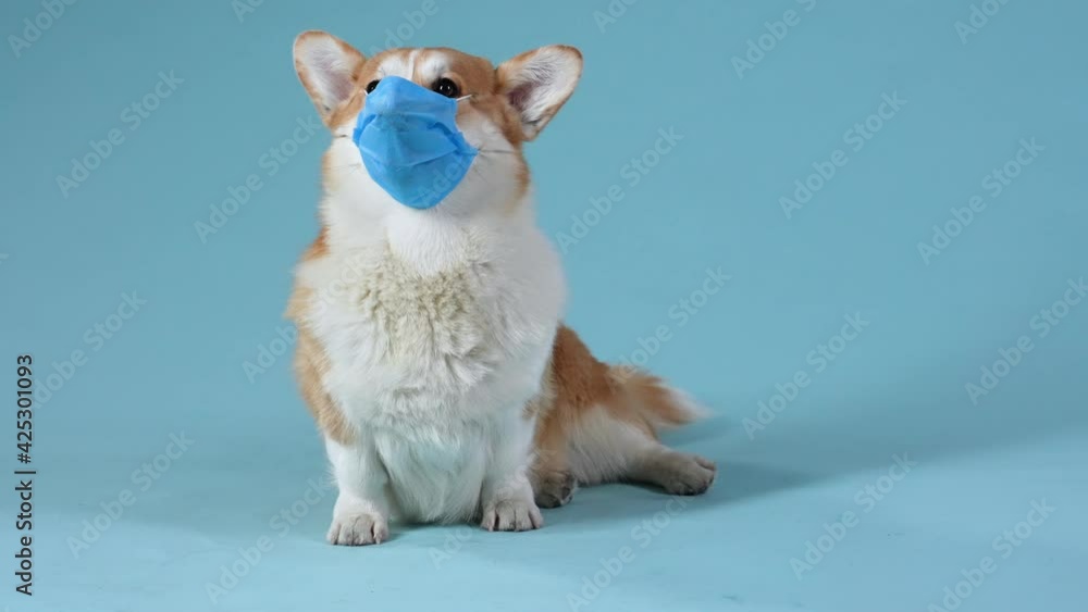 Welsh corgi pembroke sits in a medical mask in the studio on a bluish background. Medicine, pandemic, covid-19. Slow motion. Close up. Welsh corgi pembroke sits in a medical mask in the studio on a bluish background. Medicine, pandemic, covid-19. Slow motion. Close up.