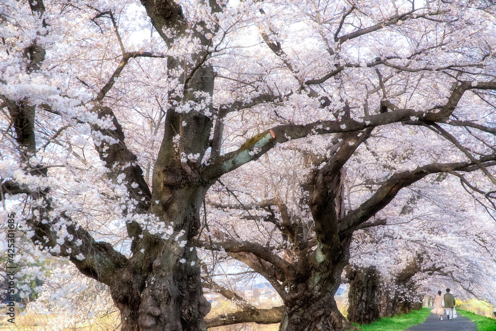 Cherry Blossom along Shiroishi River in Miyagi, Japan Cherry Blossom along Shiroishi River in Miyagi, Japan