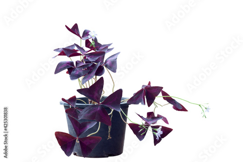 Purple shamrock, Love plant or Oxalis triangularis bloom in black plastic pot in the garden isolated on white background included clipping path. photo