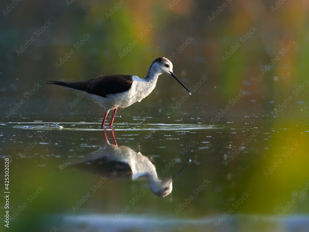 Obraz premium Black Winged Stilt in Water (Himantopus himantopus) Wader Bird Stilt