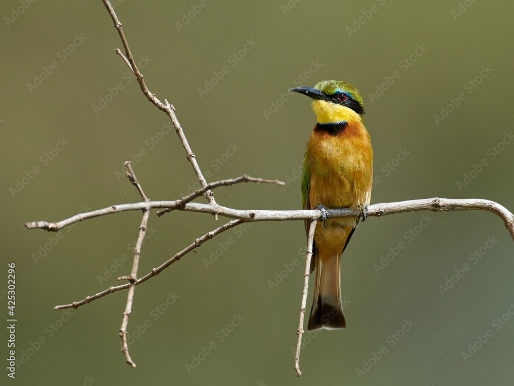 Little-Bee Eater (Merops pusillus) perched on stick Little-Bee Eater (Merops pusillus) perched on stick