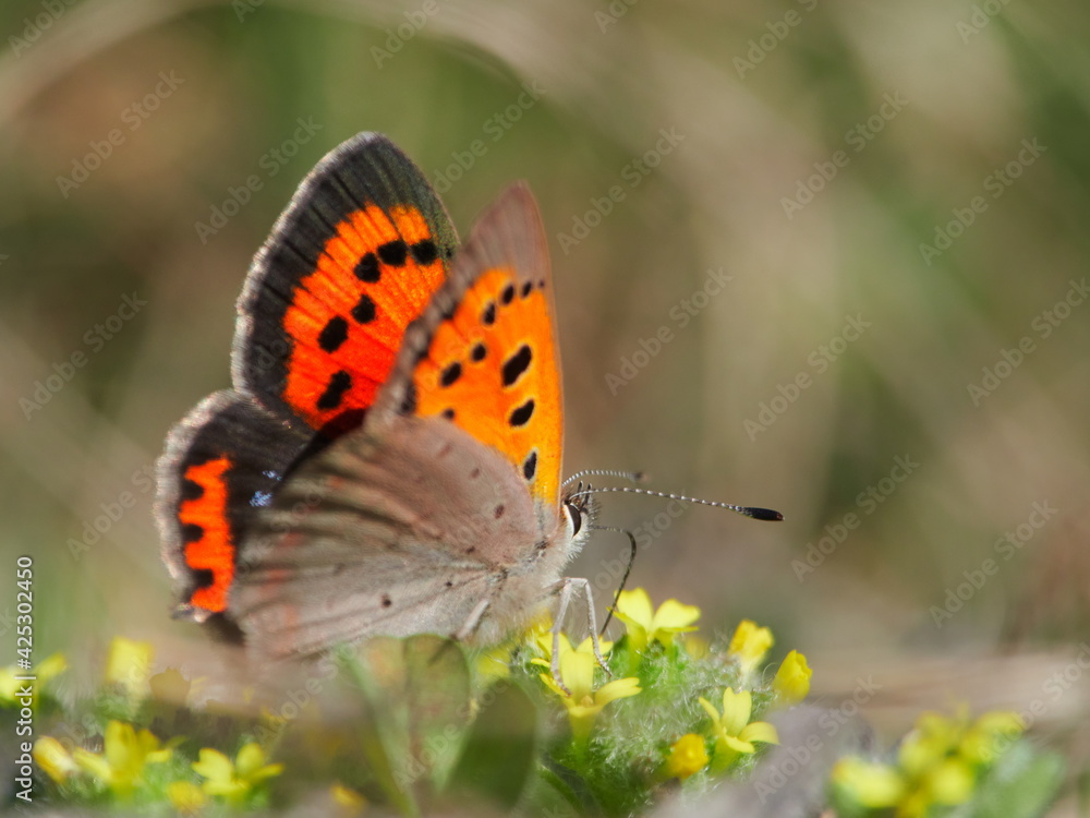 Beautiful Wild Butterfly (Lycaena phlaeas) warming in the sun
