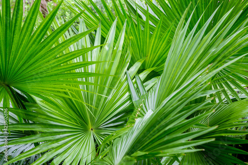 Abstract of tropical palm foliage.