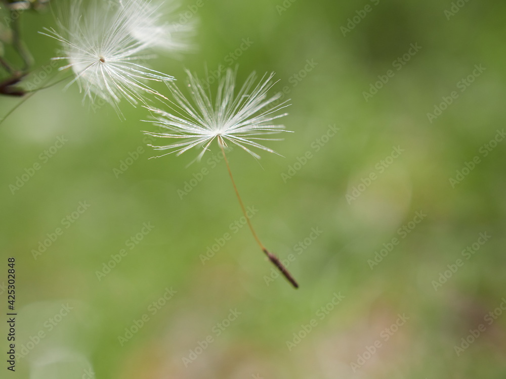 blooming fluffy dandelion on field in spring blooming fluffy dandelion on field in spring