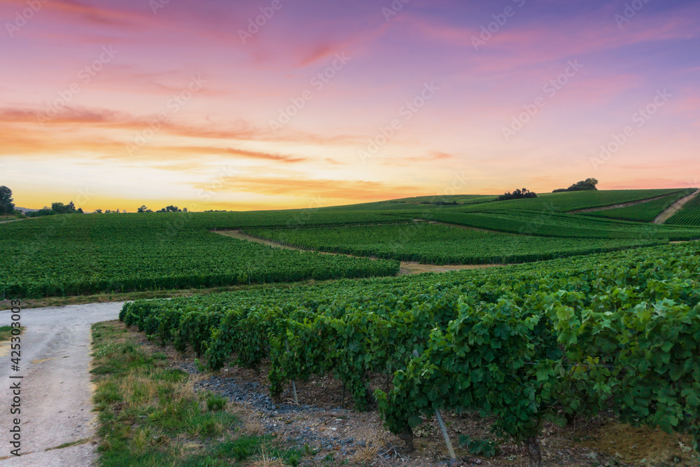 Fototapeta premium Row vine grape in champagne vineyards at montagne de reims