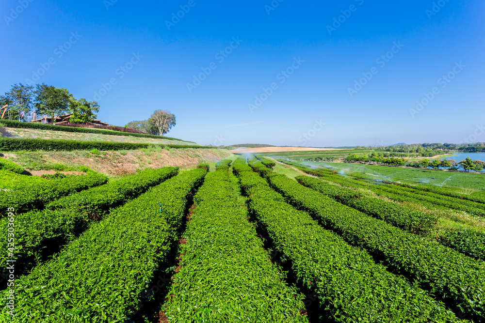 Beautiful tea plantation with blue sky, thailand.