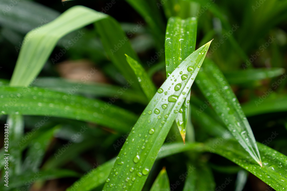 The fresh green, fragrant pandan leaves are often used to add color and aroma to foods and are also beneficial for health because they contain tannins, glycosides, and alkaloids. The fresh green, fragrant pandan leaves are often used to add color and aroma to foods and are also beneficial for health because they contain tannins, glycosides, and alkaloids.