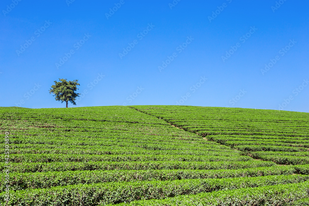 Beautiful tea plantation with blue sky. Beautiful tea plantation with blue sky.