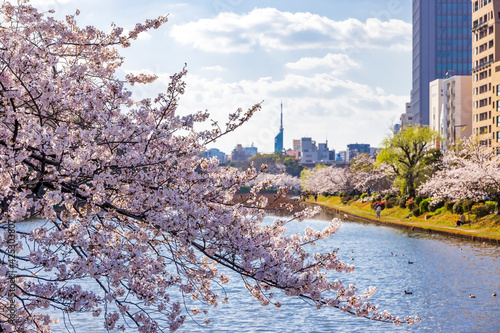 舞鶴公園の桜