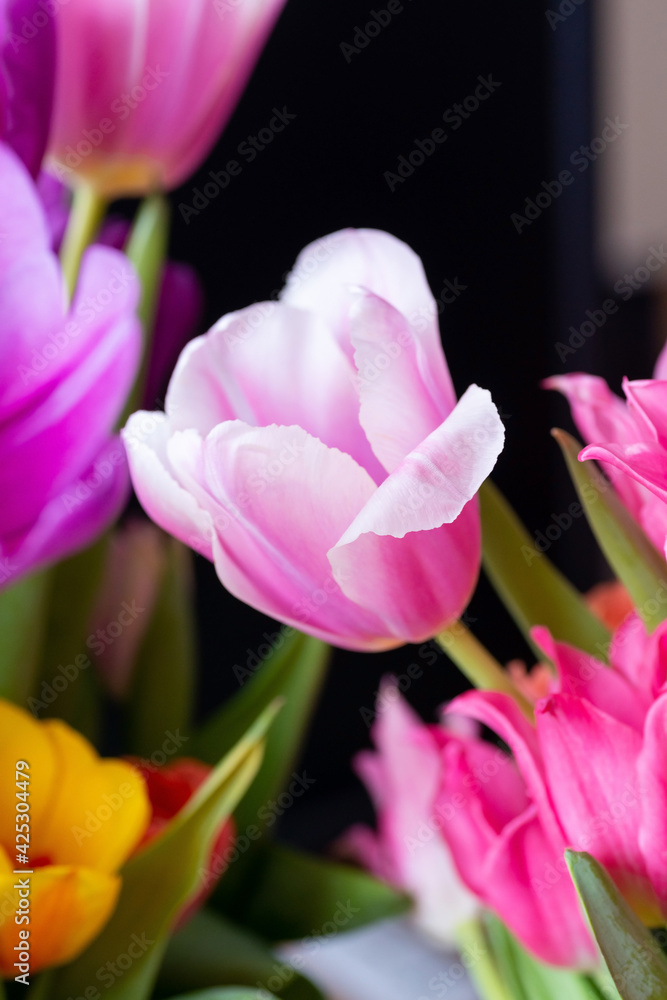 Fototapeta premium Pink tulip cultivar with many petals macro photography on a pink background of other tulips. 