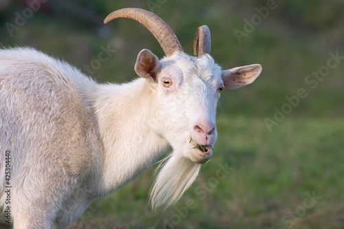 Portrait of a white horned goat grazing in the meadow. photo