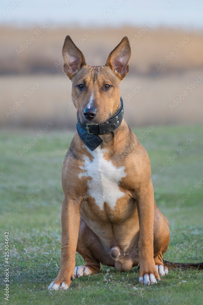 A young bull terrier is sitting on the grass. Portrait of a dog.
