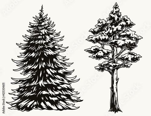 Fir and pine trees vintage template