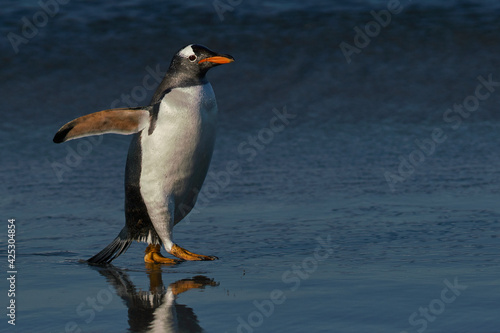 Gentoo Penguins  Pygoscelis papua  coming ashore after feeding at sea on Sea Lion Island in the Falkland Islands.