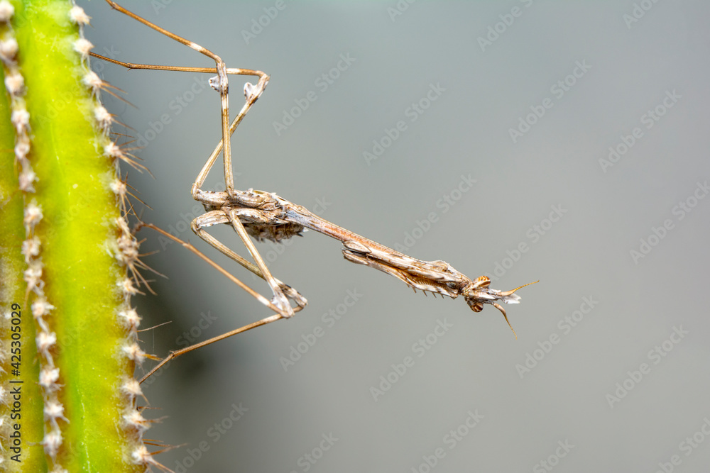 Fototapeta premium Close up of pair of Beautiful European mantis ( Mantis religiosa )