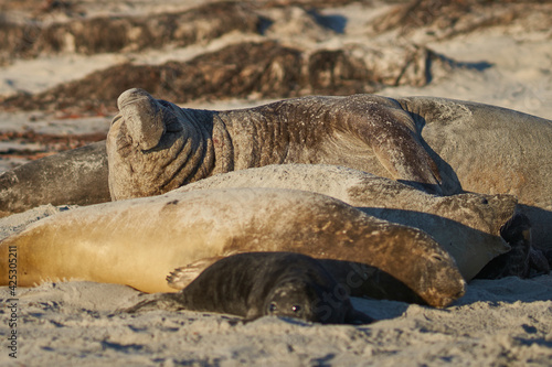 Group of Southern Elephant Seals (Mirounga leonina) on a sandy beach on Sealion Island in the Falkland Islands.