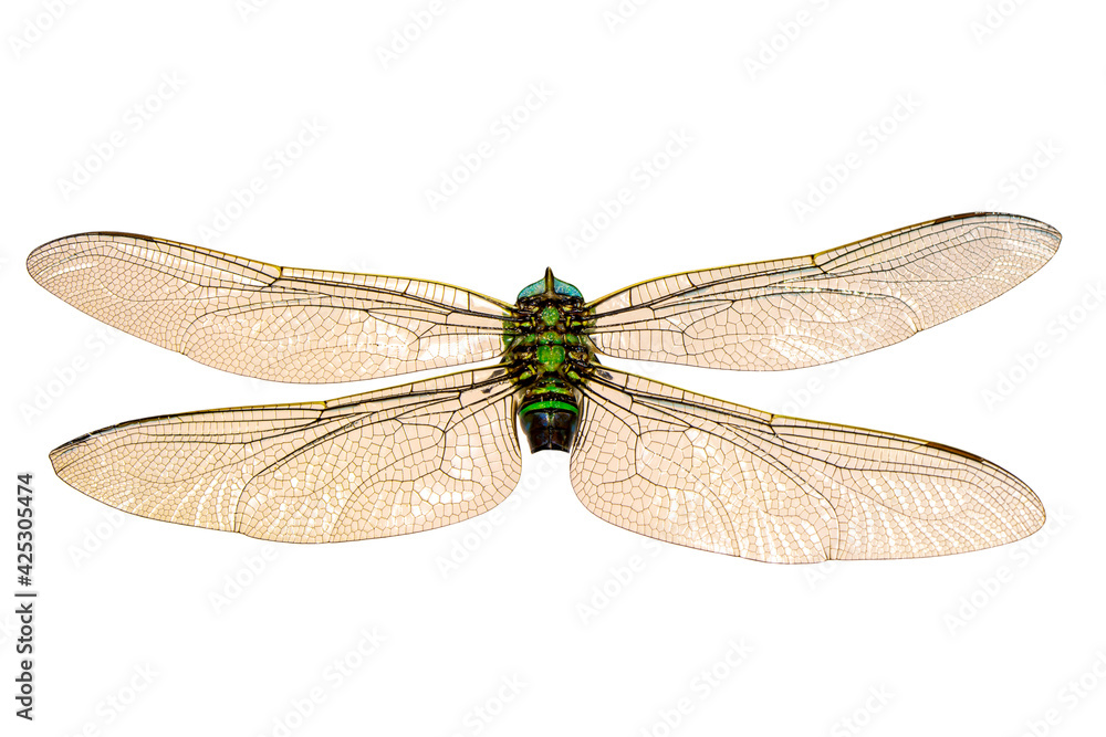 Extreme macro shots, dragonfly wings detail. isolated on a white background. Extreme macro shots, dragonfly wings detail. isolated on a white background.