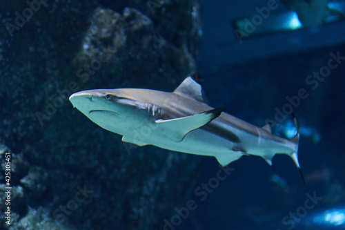 blacktip reef shark (Carcharhinus melanopterus) in the aquarium background       photo