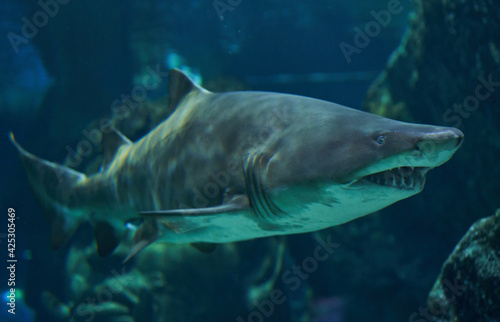 sand tiger shark in the aquarium background               © boommaval