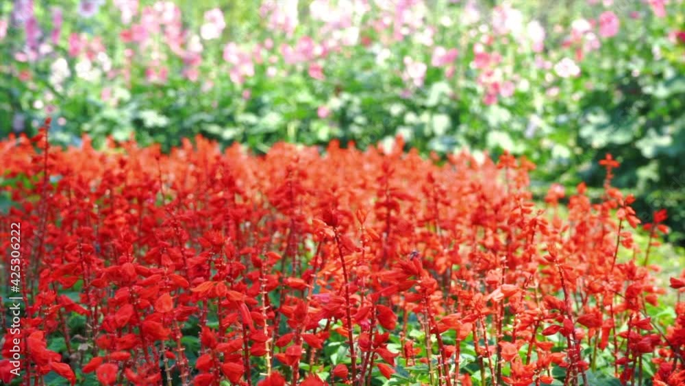 The flowers are beautiful and refreshing on a nature background.