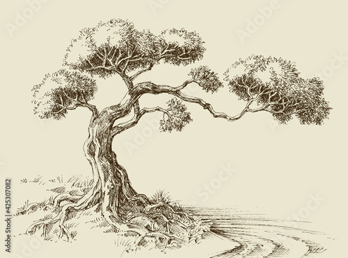 Olive tree hand drawn vector illustration
