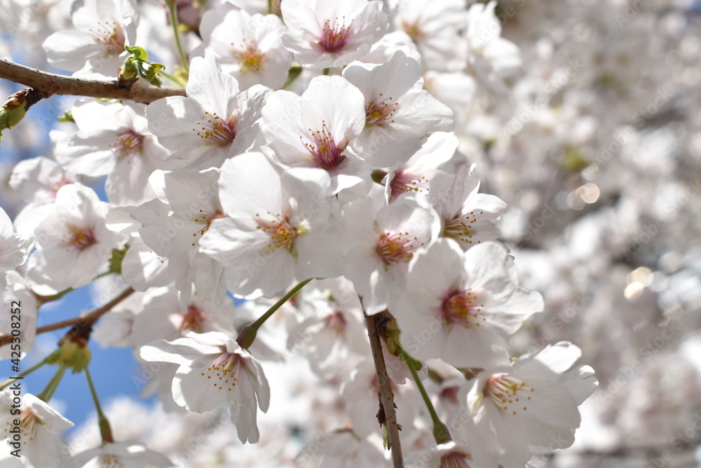 Pink white cherry blossoms under clear sky Pink white cherry blossoms under clear sky