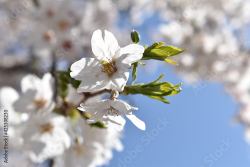 Pink white cherry blossoms under clear sky