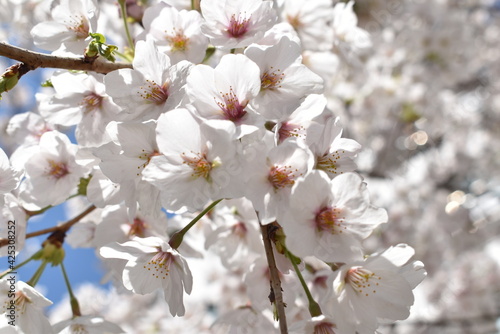 Pink white cherry blossoms under clear sky