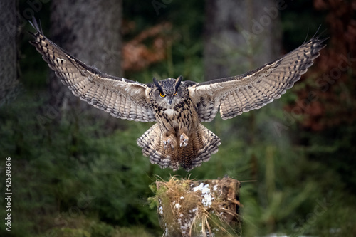 The great eagle owl lands on a tree stump in the forest.