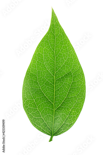 green leaf with vein isolated on a white background