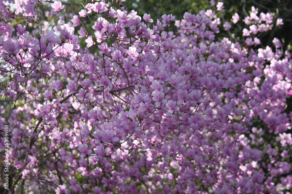 Blossom Tree