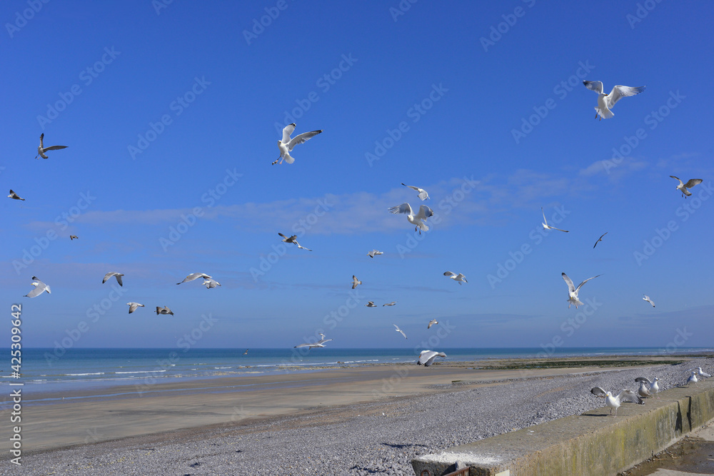 Fototapeta premium Ballet de goélands sur la Côte d'Albâtre en plein ciel bleu, département de Seine-Maritime en région Normandie, France