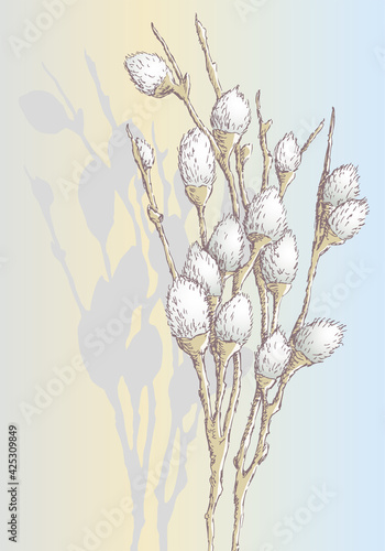 Vector image of sketch pussy willow branch with fluffy buds