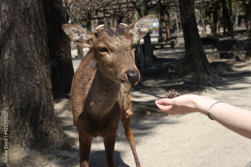 Miyajima Deer