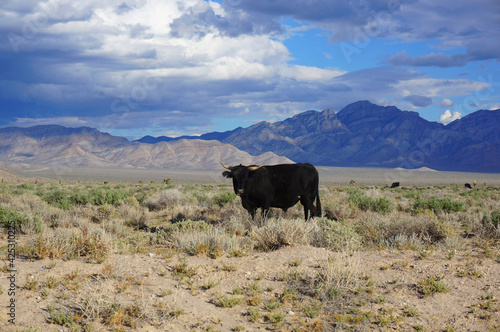 アメリカ エリア51近くの荒野にいる飼育されているとは思えない謎の牛