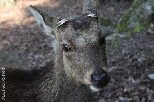 Miyajima Deer