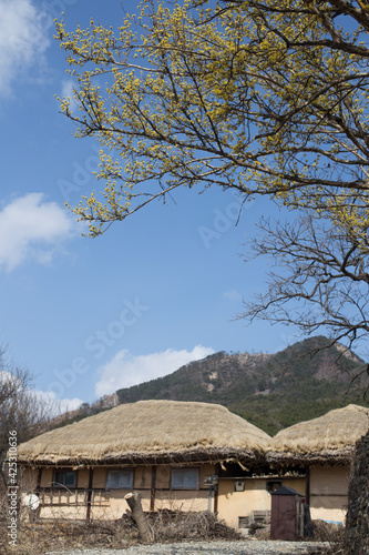 Cornus fruit flower with Roof Background of Korean Traditional house.